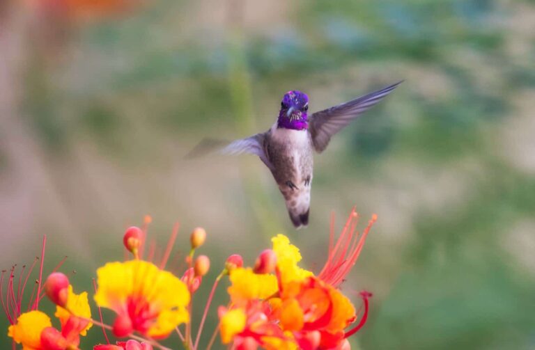 Costa's Hummingbird