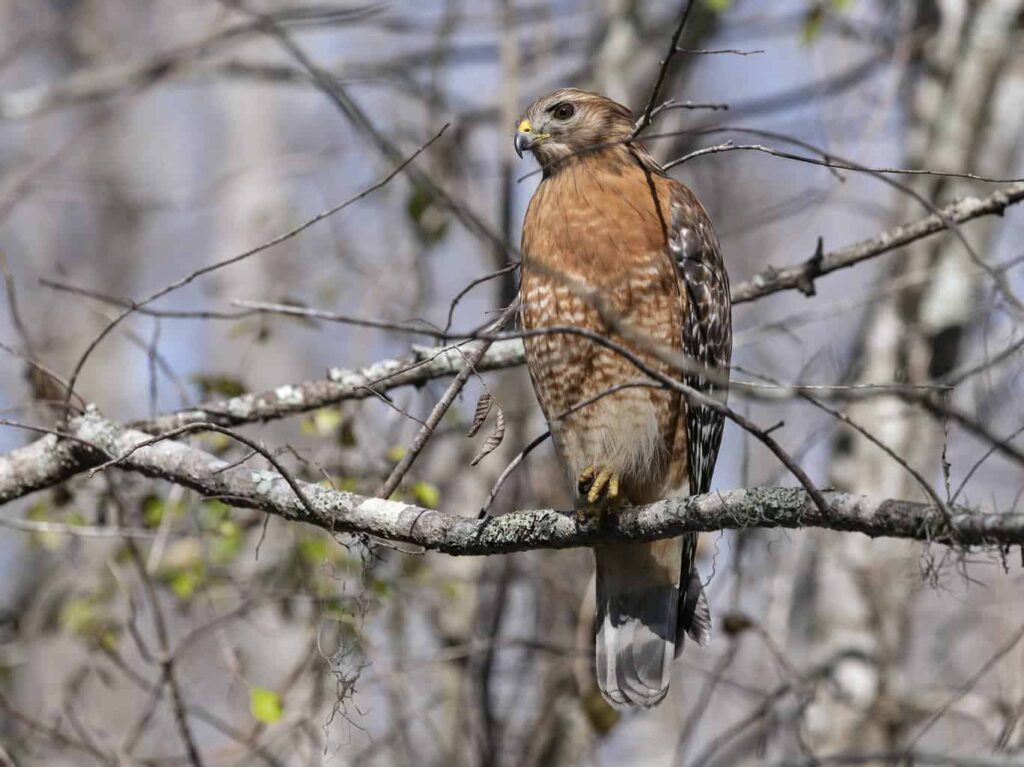 Hawks In New Hampshire