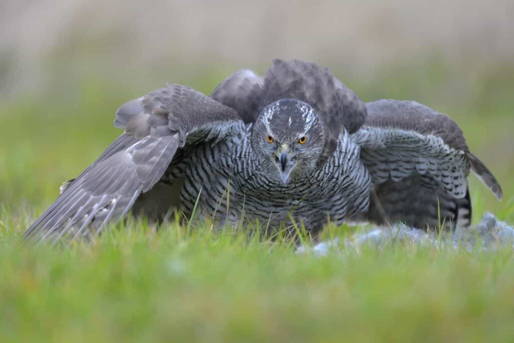 Hawks In West Virginia