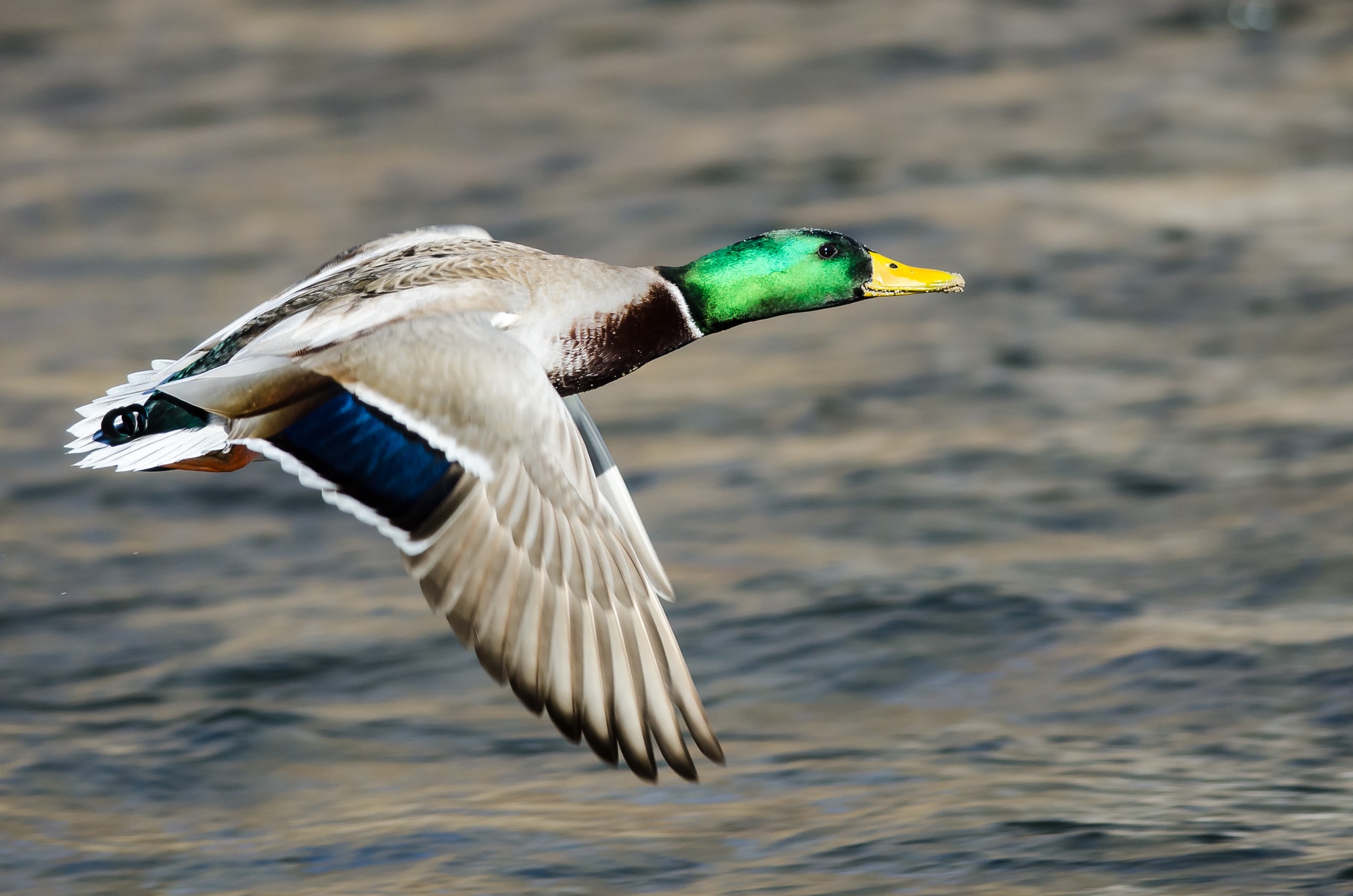 Mallard