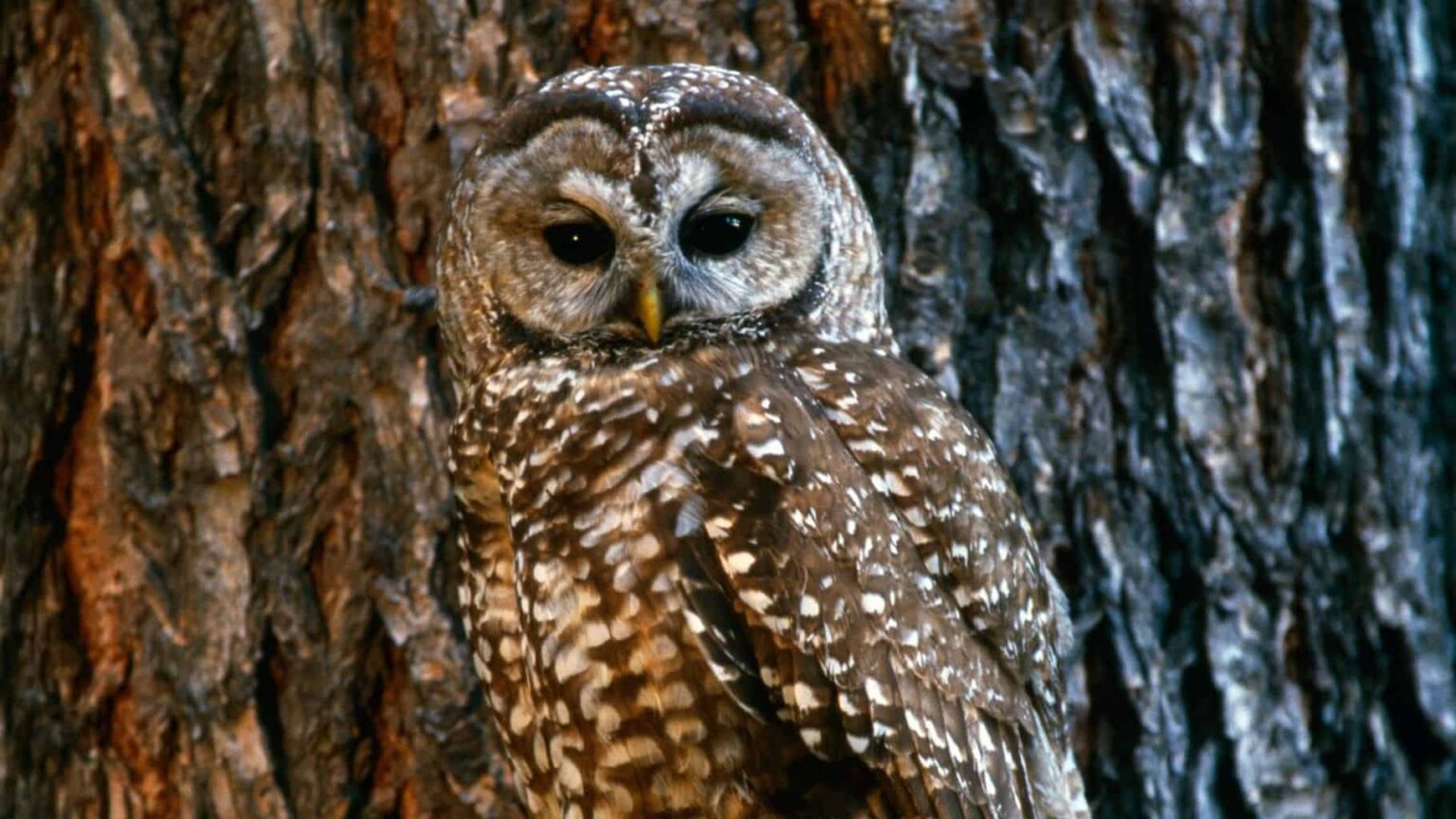 Birds That Sound Like An Owl Surprising Mimics Revealed