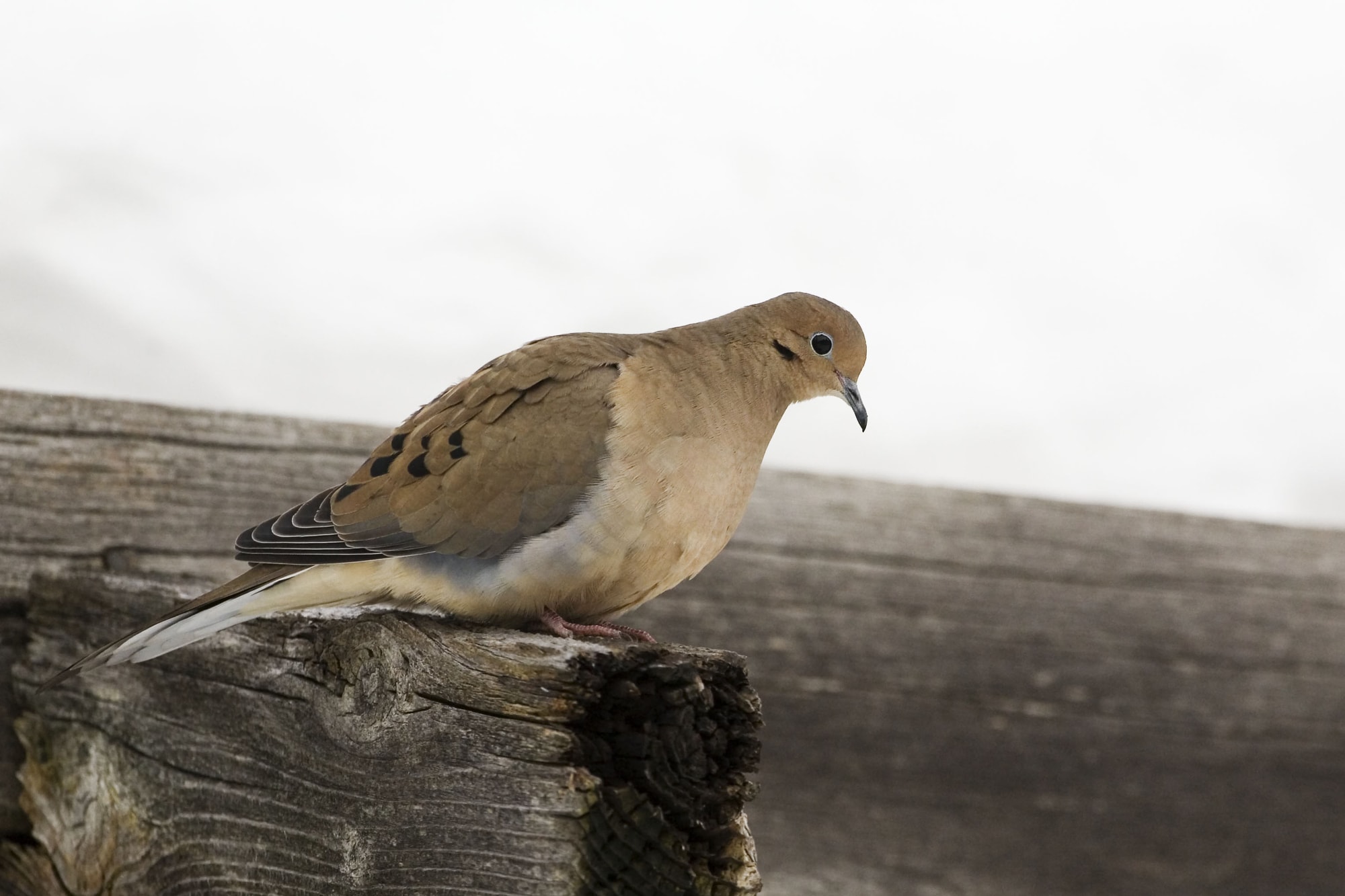 Mourning Dove