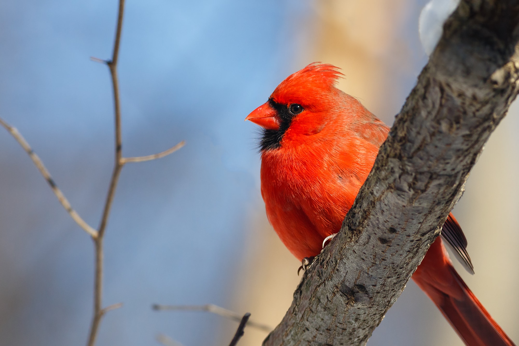 Northern Cardinal