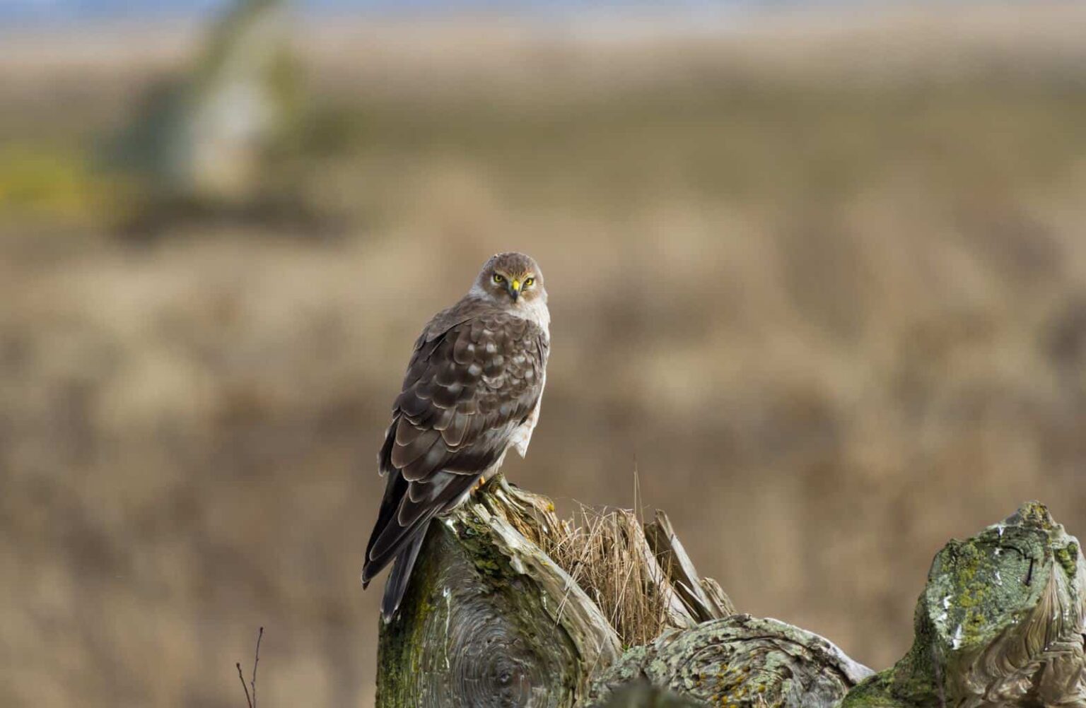 Roaming Hawk Hawks In Rhode Island: 9 Species That Are Roaming This State