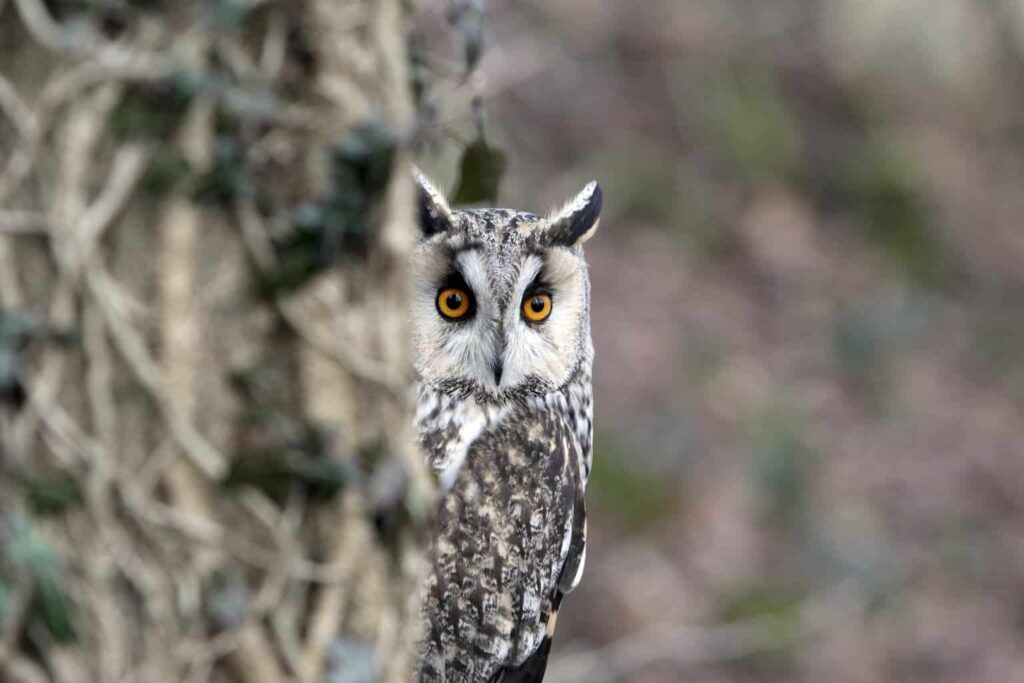 Owls In Montana