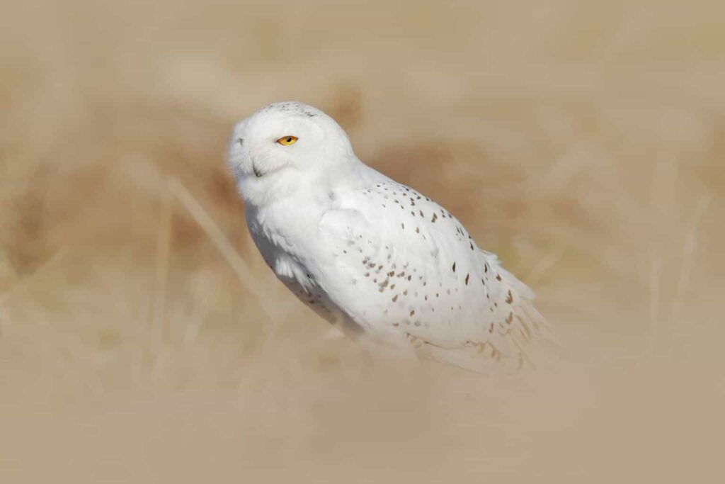 Owls In Nebraska