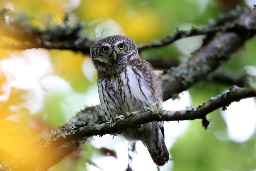 Owls In Nevada