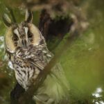 Owls In Ohio