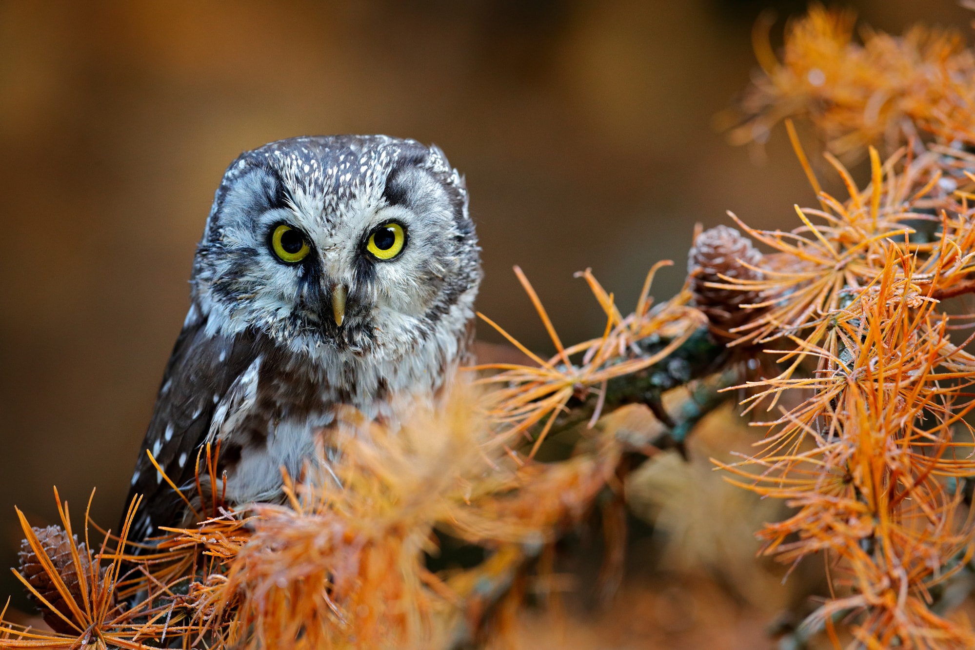 Owls In Oregon