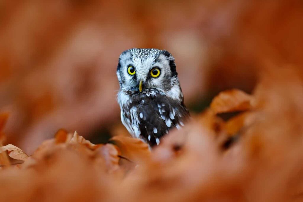 Owls In Utah