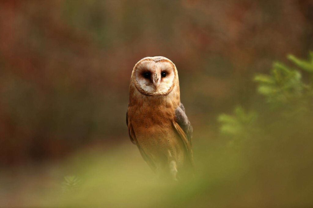 Owls In Virginia