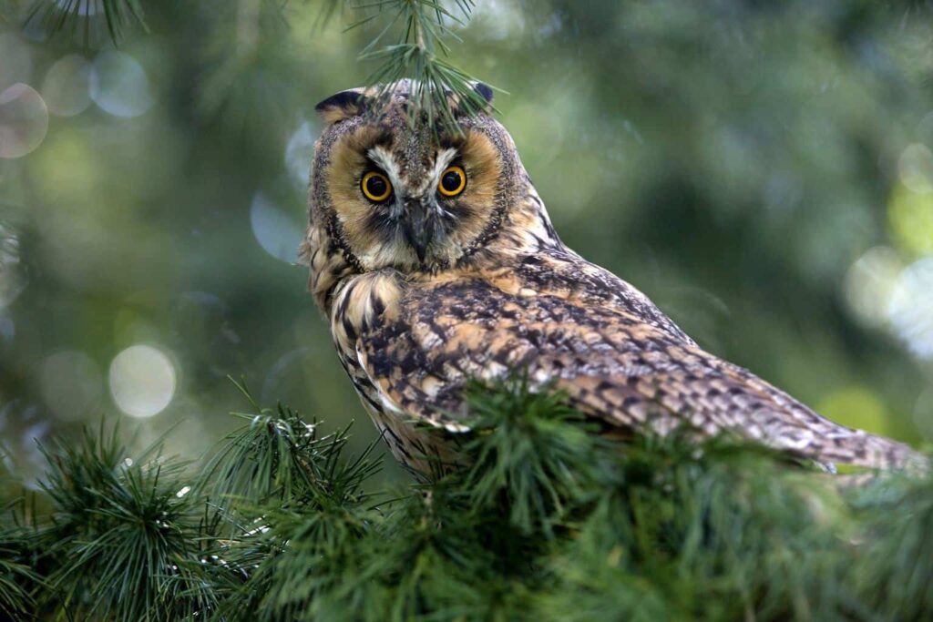 Owls In Washington