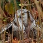 Owls In West Virginia