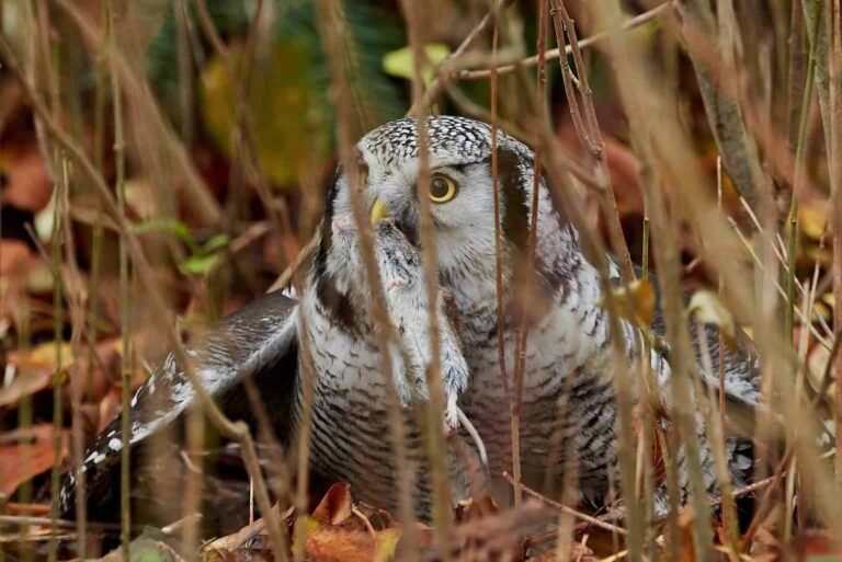 Owls In West Virginia