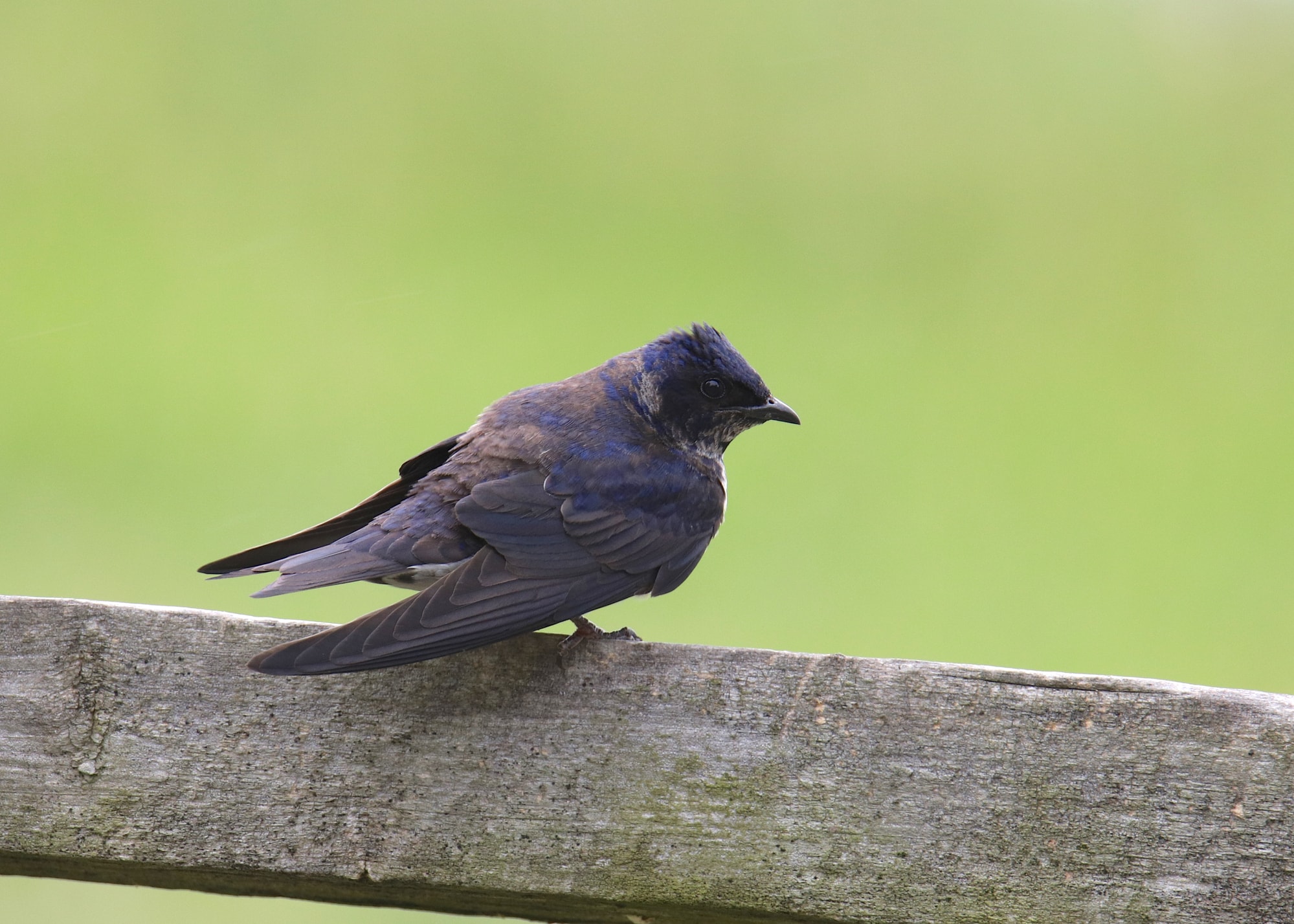 Purple Martin