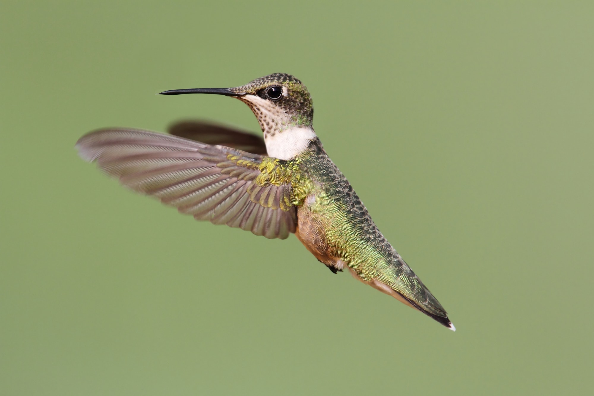 Ruby-Throated Hummingbird