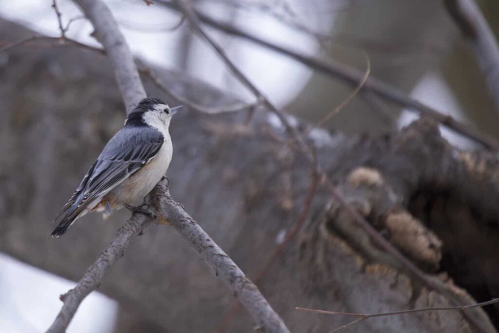Where Did All the Nuthatches Go? 4 Yard Mistakes That Send Them Flying 1 White-breasted nuthatch