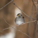 White-Throated Sparrow
