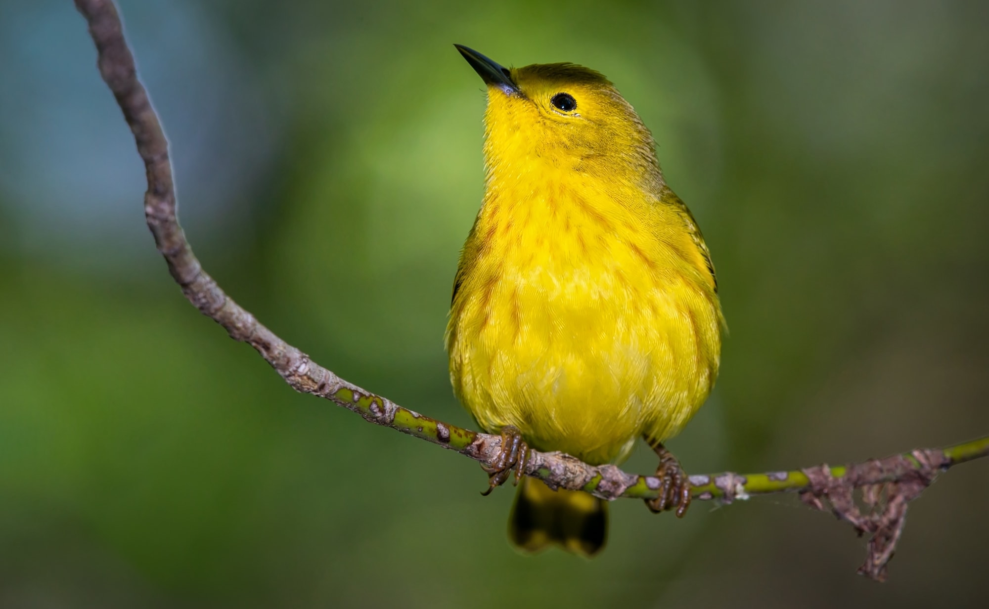 Yellow Warbler