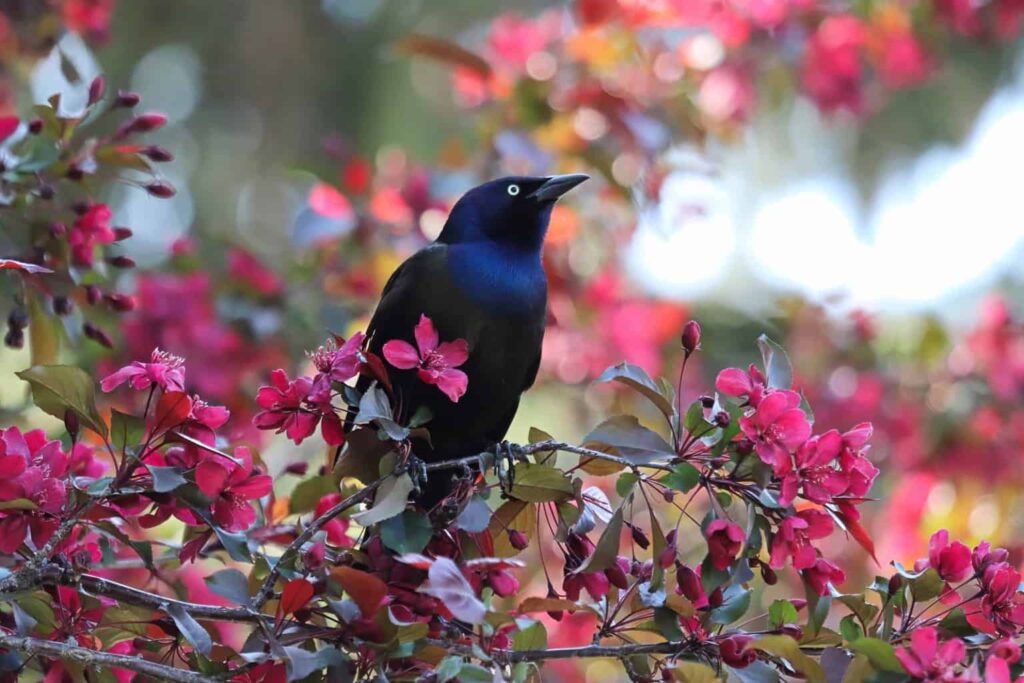 Birds In Nevada