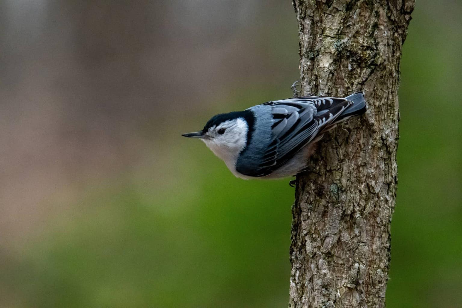 White-Breasted Nuthatch 