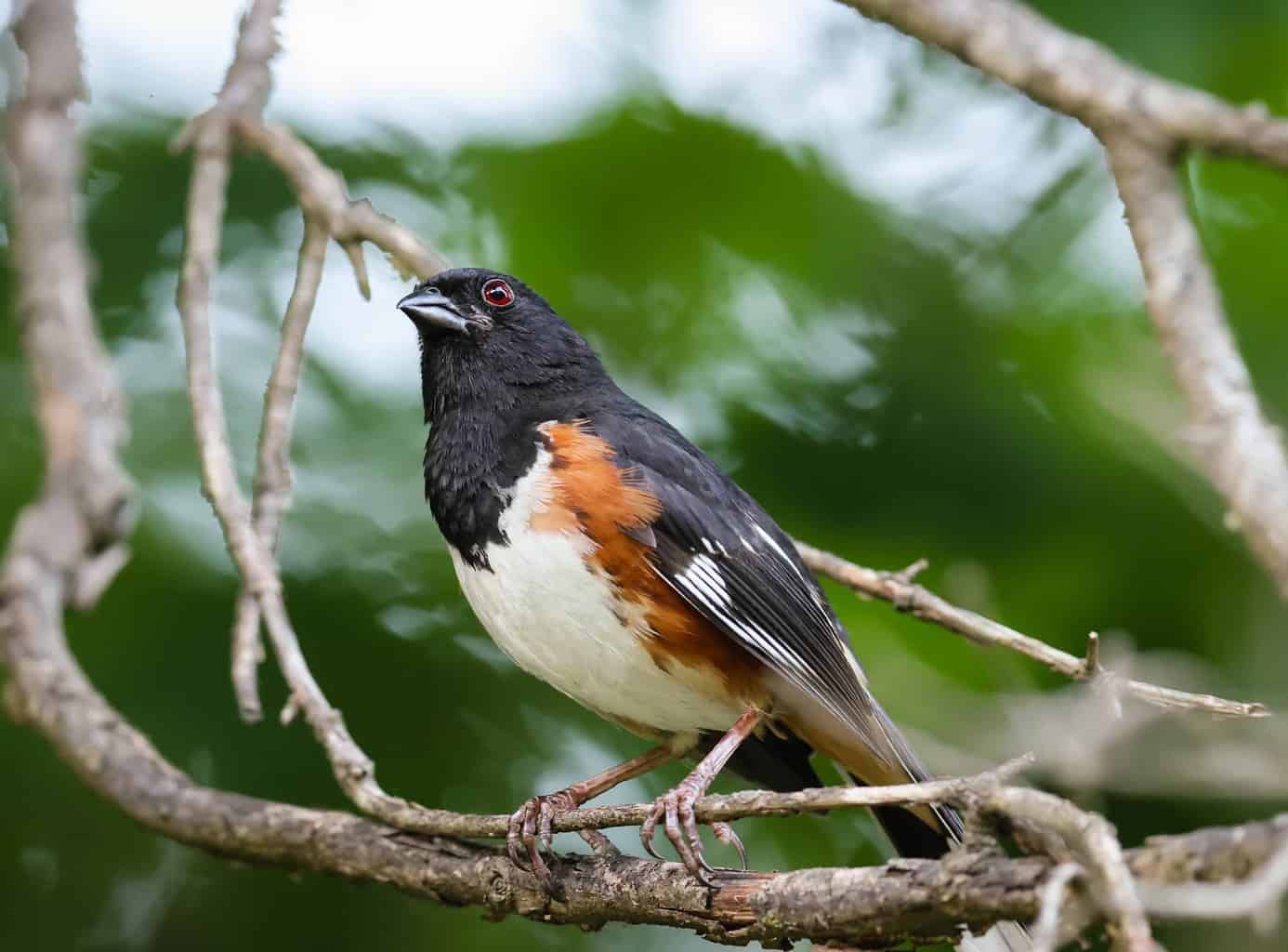 What Bird Sounds Like a Human Whistle?: 10 Birds To Listen For