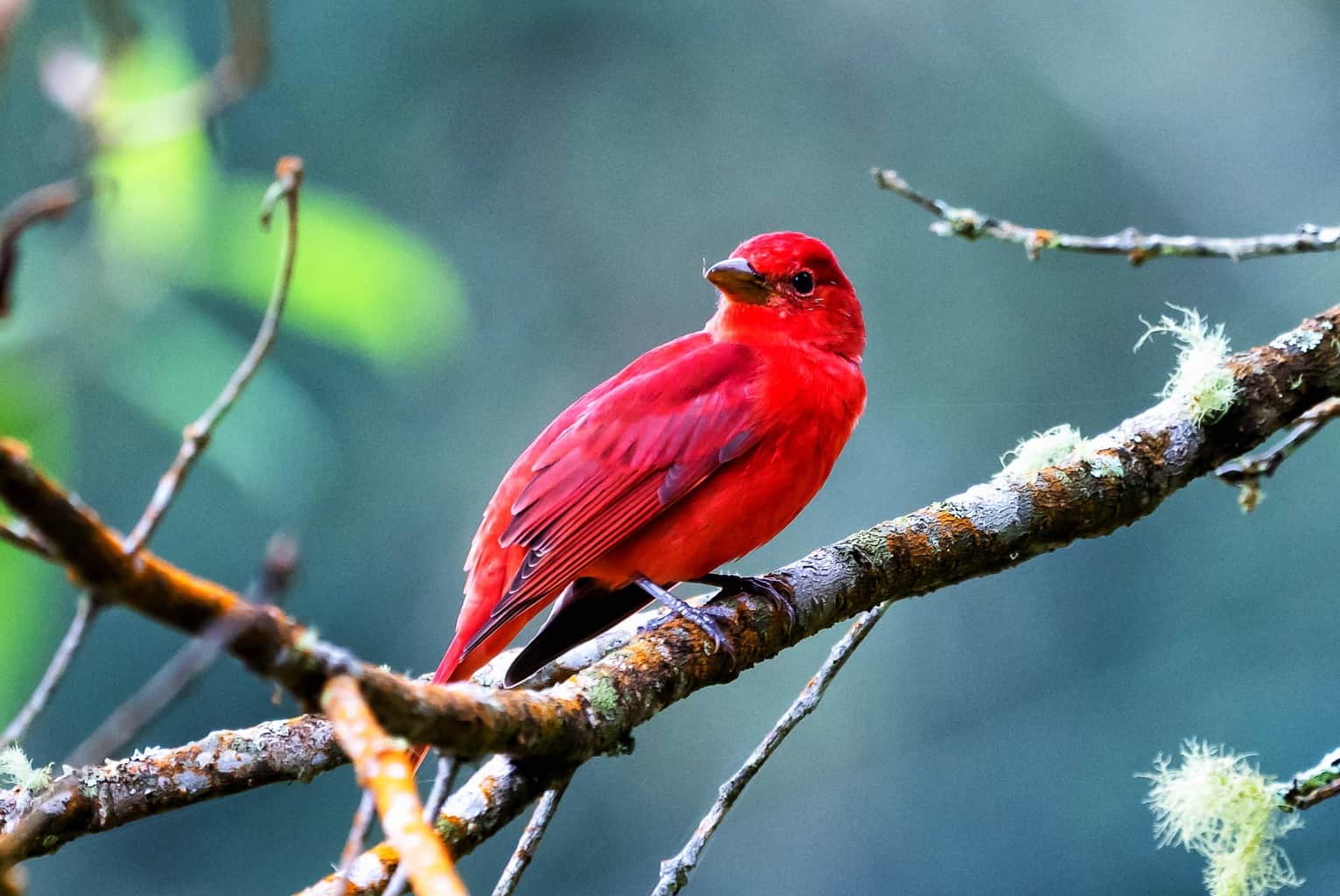 Summer Tanager 