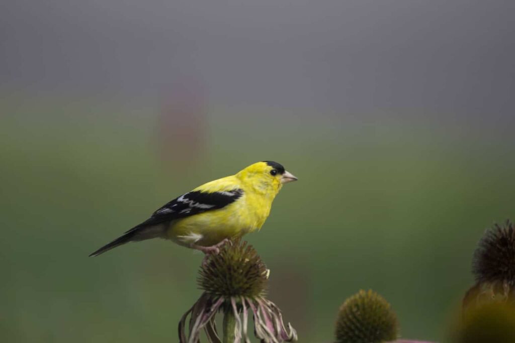 American goldfinch perched on a purple coneflower seed head