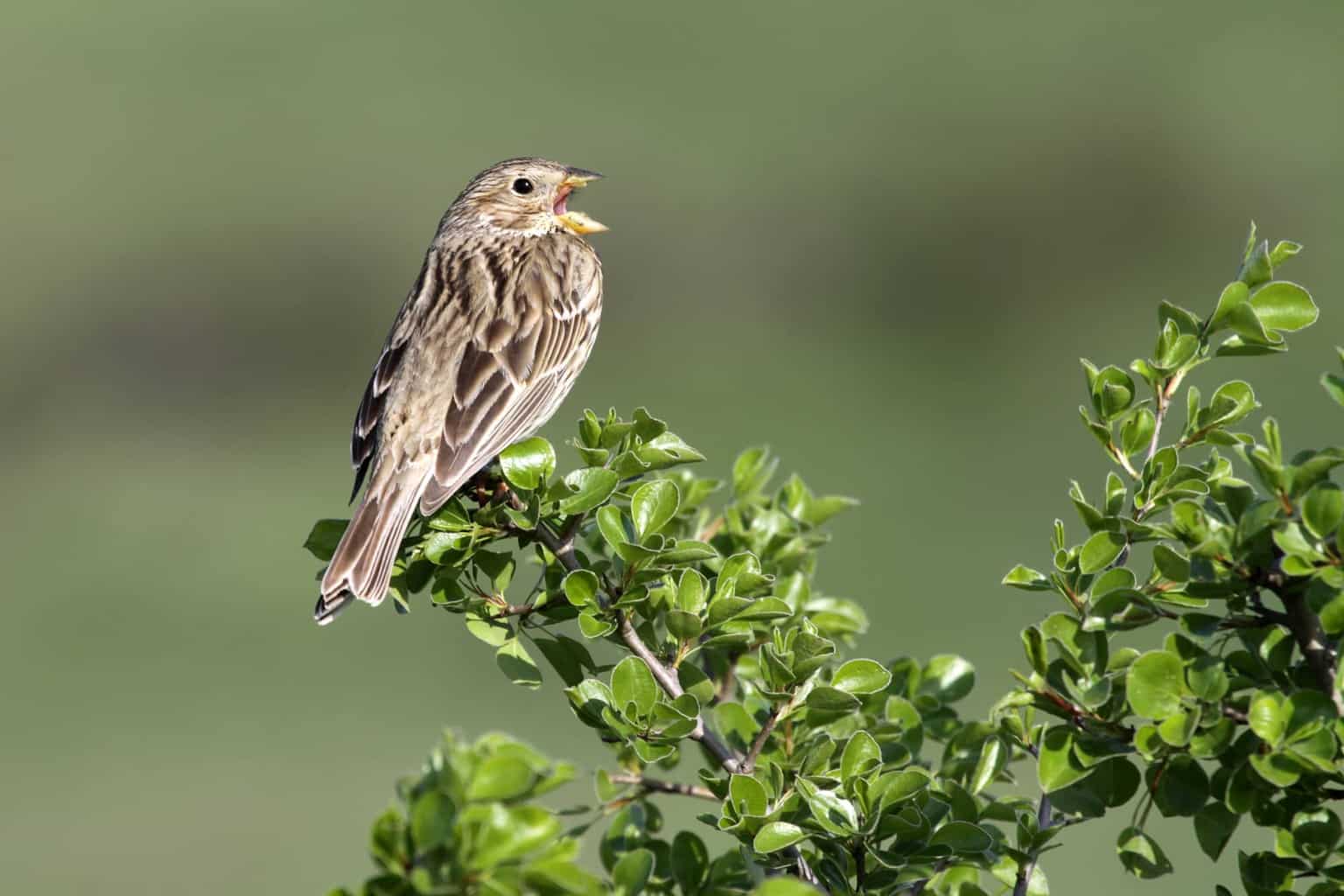 Song Sparrow