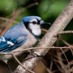 A Blue Jay with crisp blue and white plumage perches on a tree branch against a dark green background.