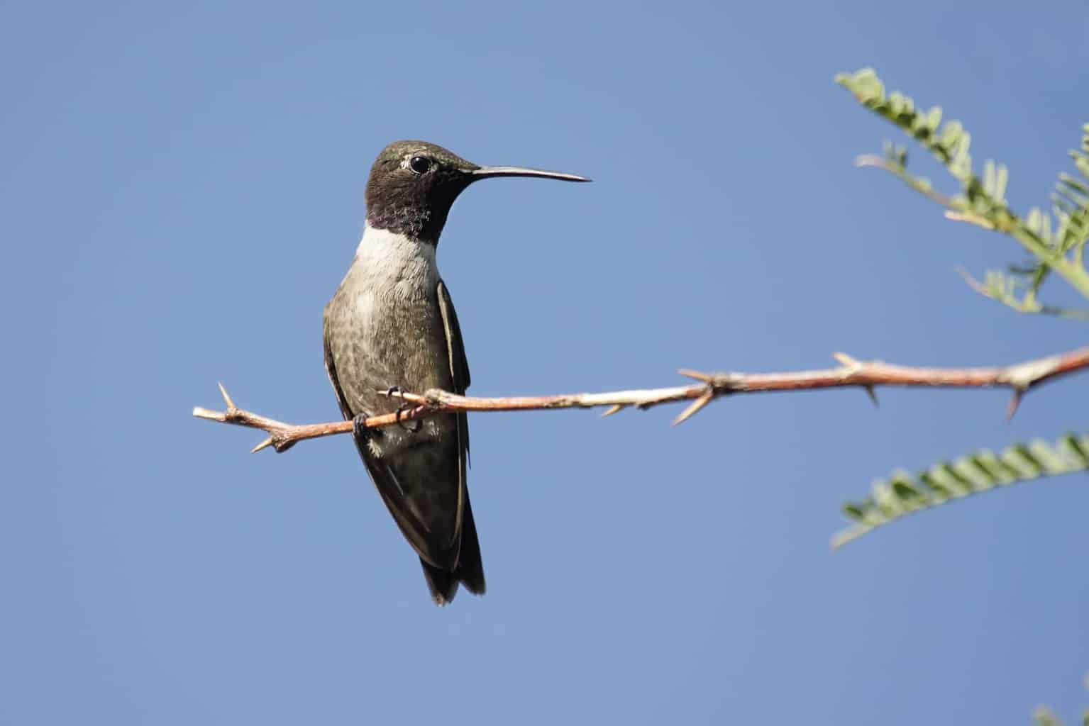 Hummingbirds In Missouri 6 Black-chinned Hummingbirds