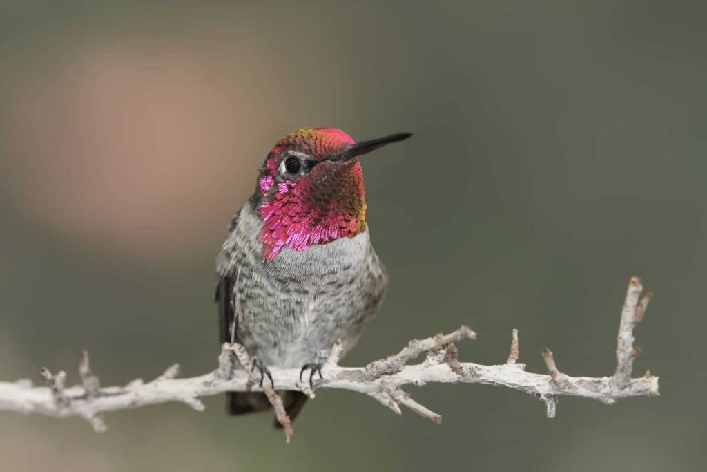 Hummingbirds In Montana