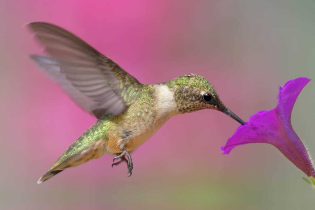 Hummingbirds In Nebraska
