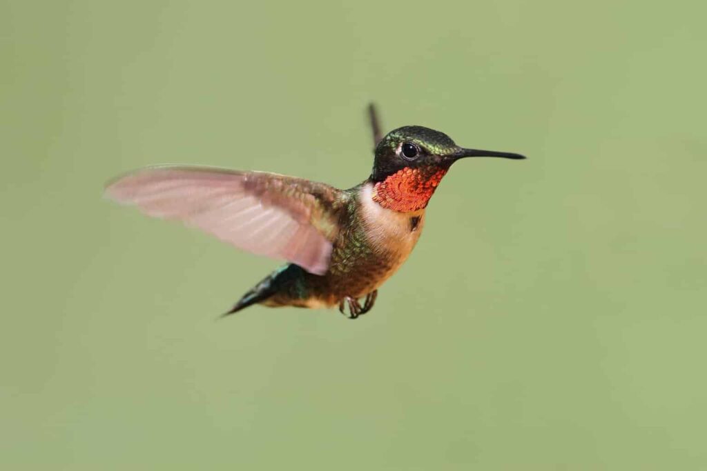 Hummingbirds In Rhode Island