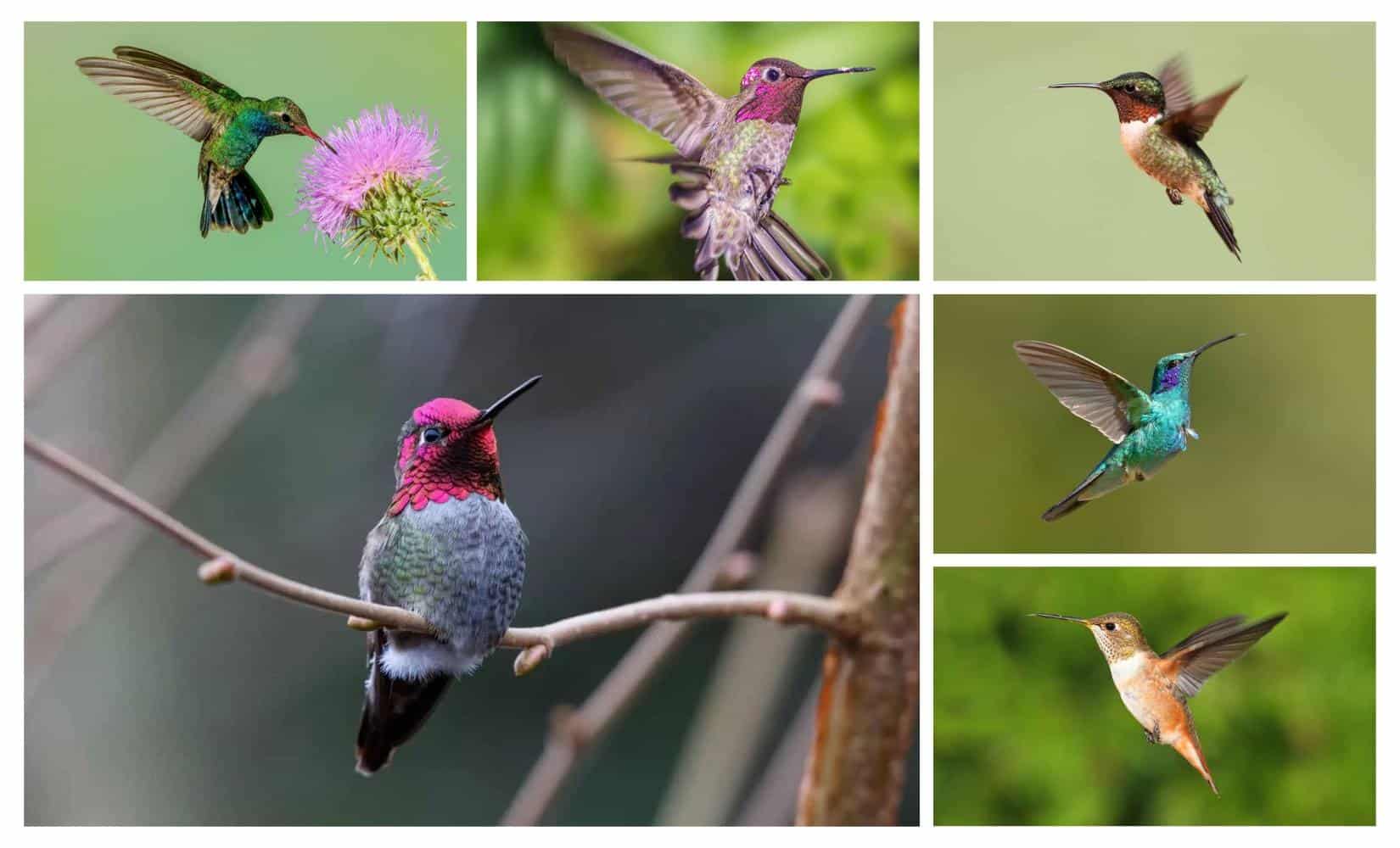Hummingbirds in Michigan