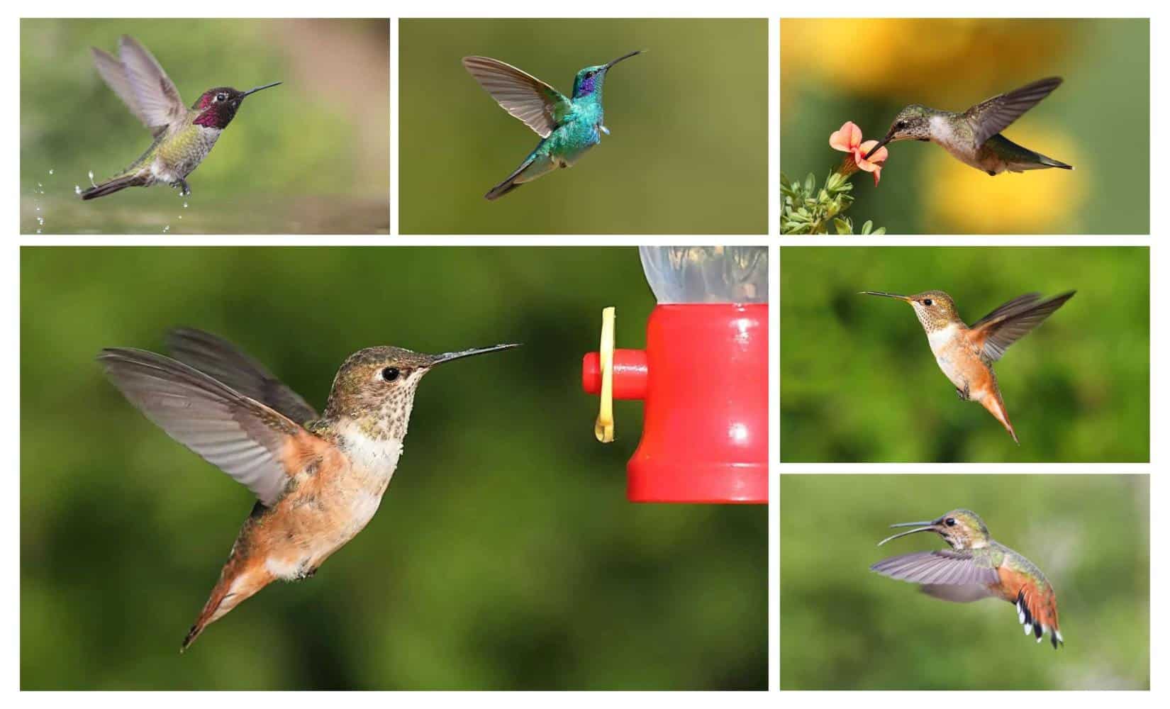 Hummingbirds in Missouri