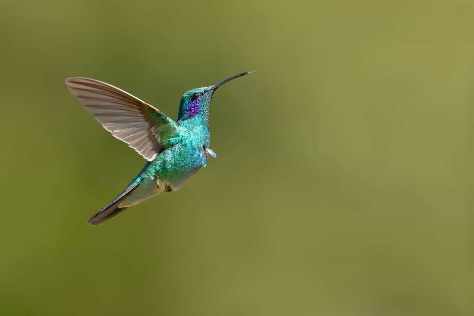 (Mexican violetear) Hummingbirds
