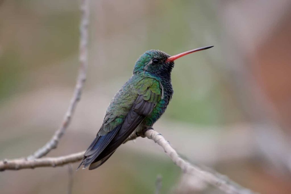 hummingbirds in arizona