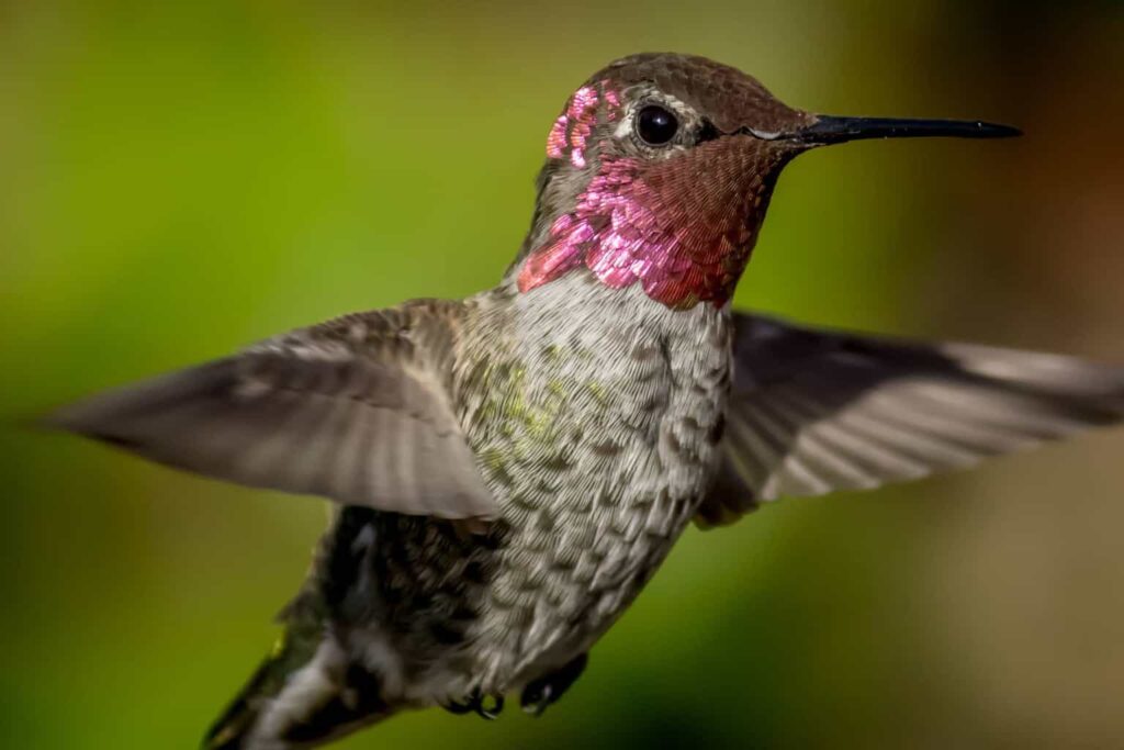 hummingbirds in arkansas