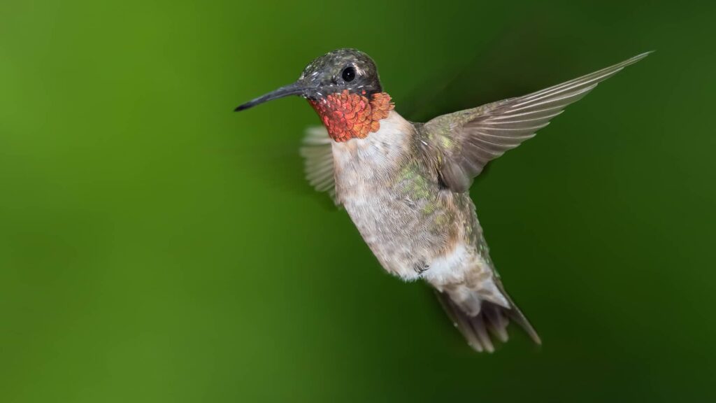 Hummingbirds In Maine