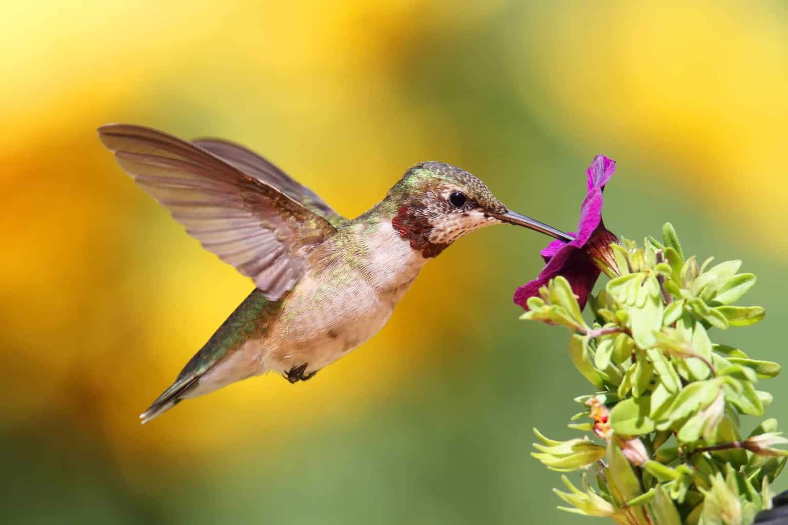 Hummingbirds In Maryland