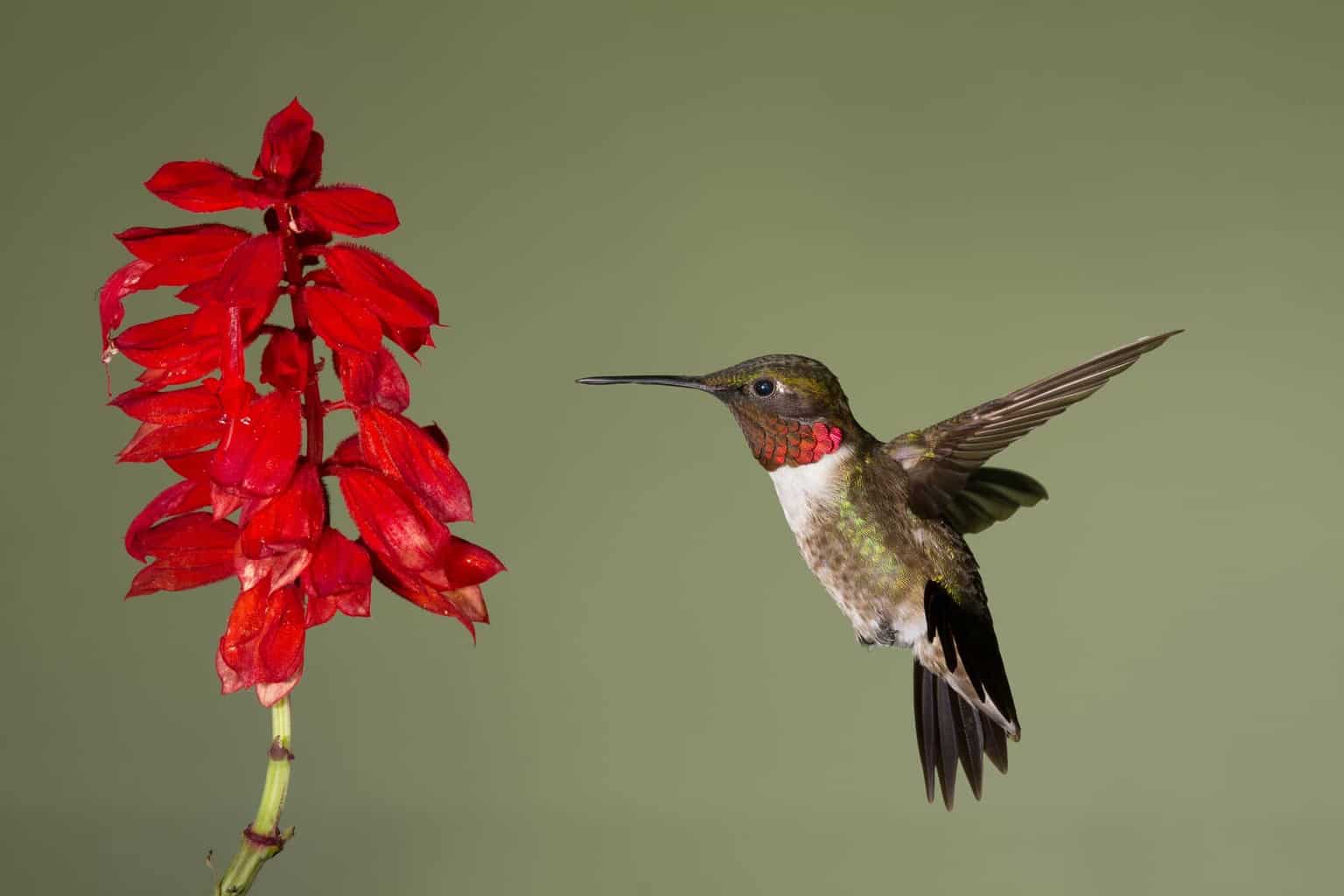 Hummingbirds In Tennessee