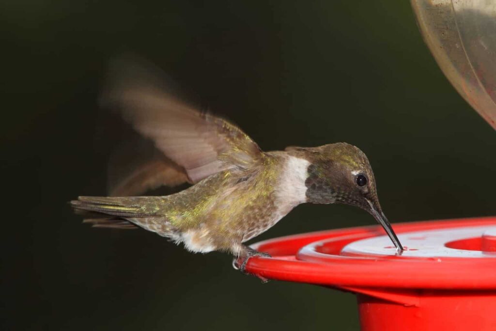 Hummingbirds In Wyoming