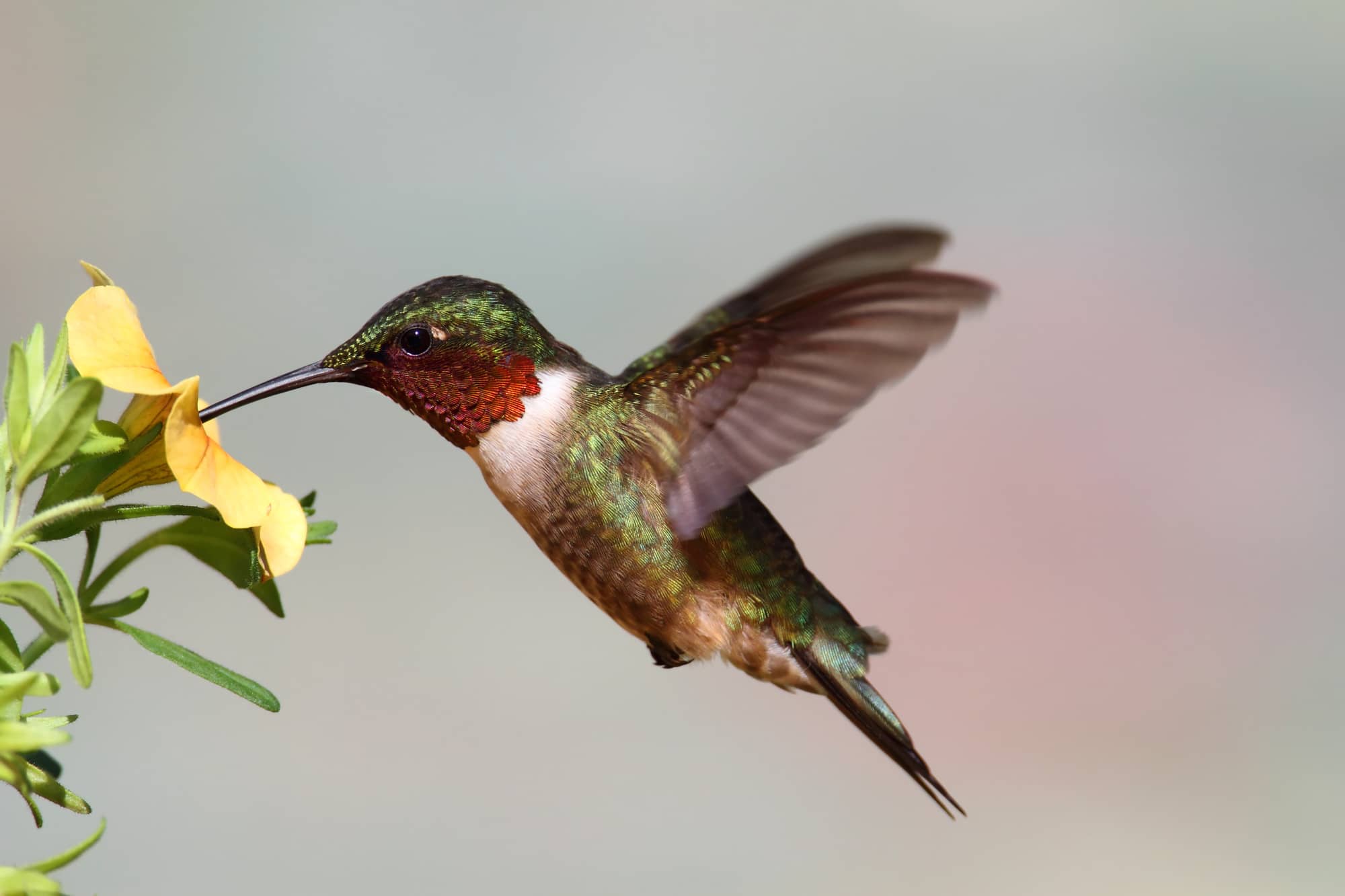 Ruby-Throated Hummingbird