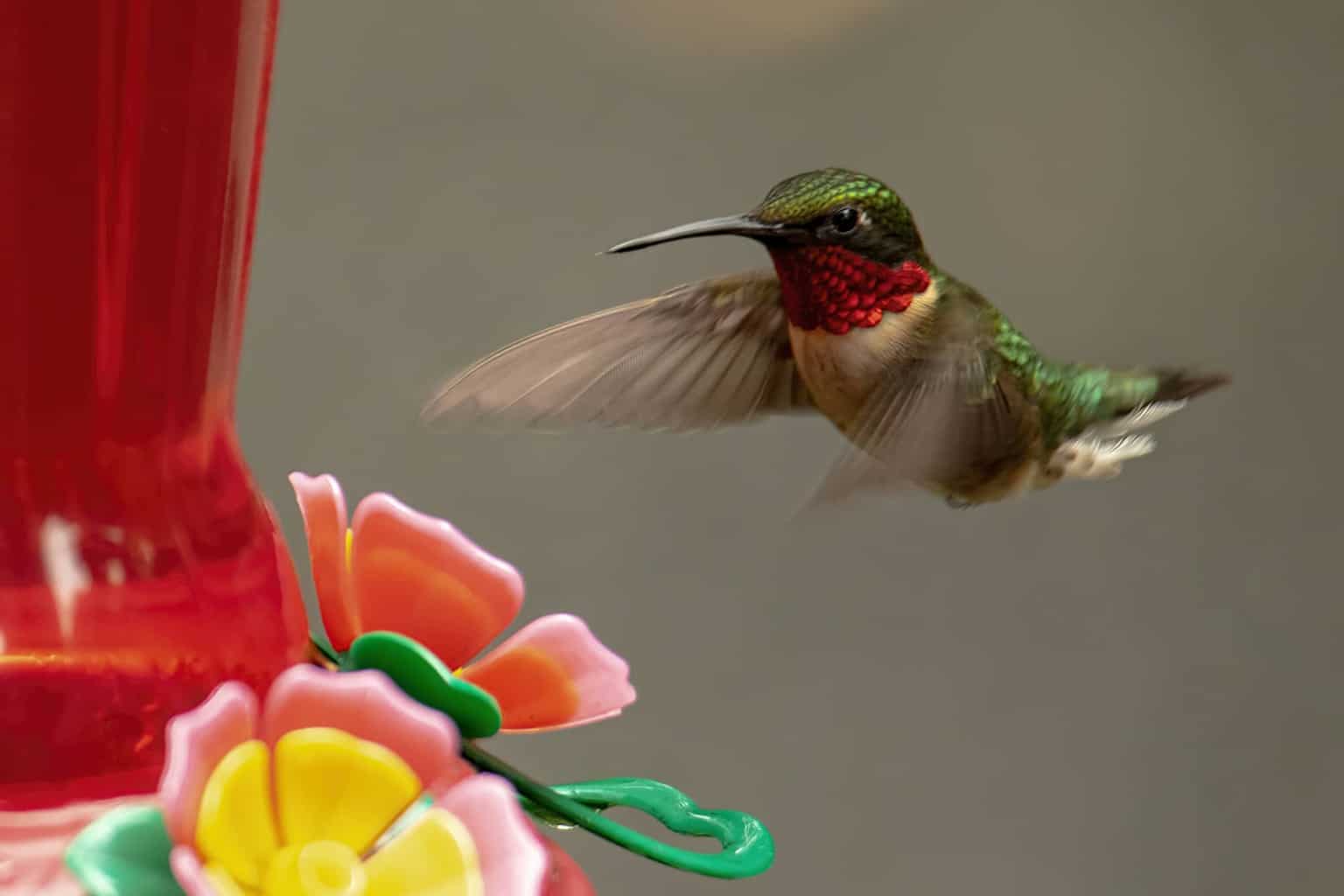 When Do Hummingbirds Arrive In And Leave New York