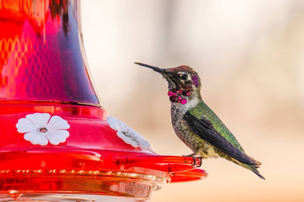 When Do Hummingbirds Arrive In And Leave Ohio