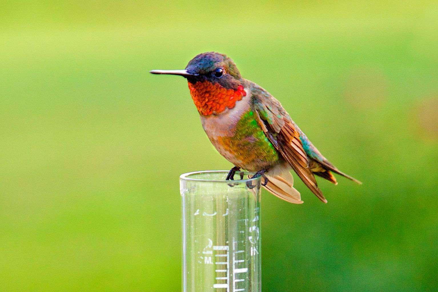 When Do Hummingbirds Arrive In And Leave Tennessee