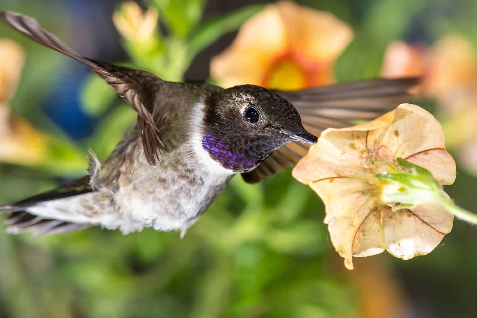When Do Hummingbirds Arrive In And Leave West Virginia