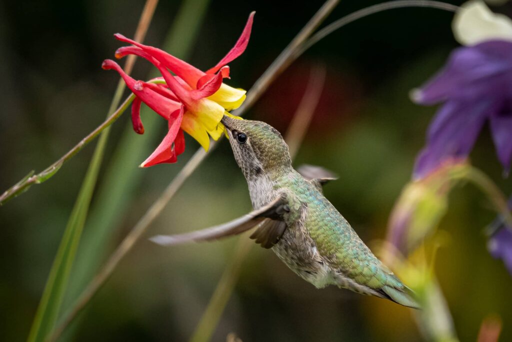 When Do Hummingbirds Arrive & Leave Florida