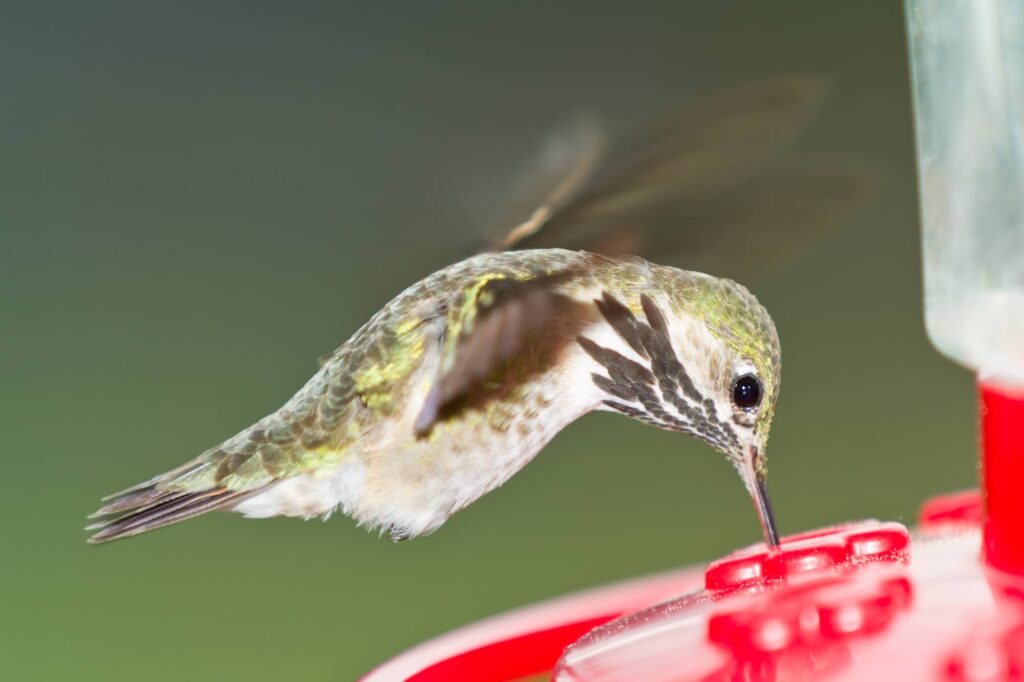 When Do Hummingbirds Arrive & Leave Indiana